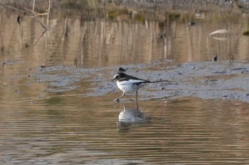 Japanese Wagtail 埼玉県 Sat, 3/16/2024