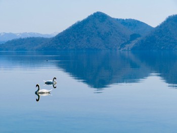 コブハクチョウ 伊達・洞爺湖町 2024年4月14日(日)