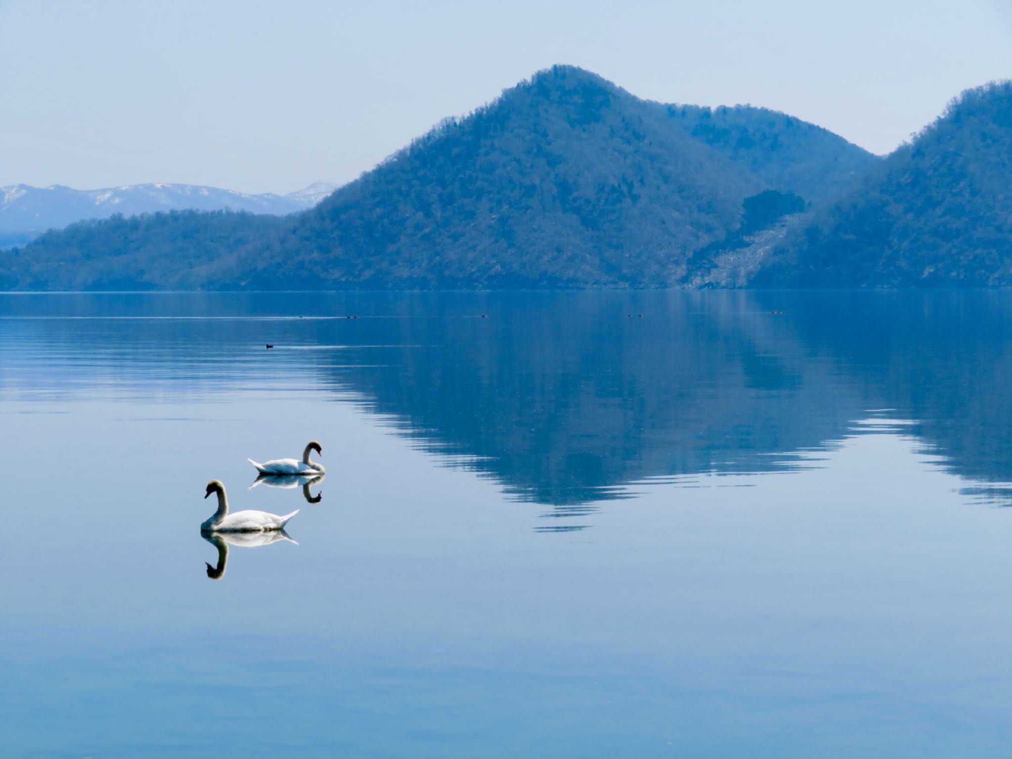 Photo of Mute Swan at 伊達・洞爺湖町 by ユウ@道民