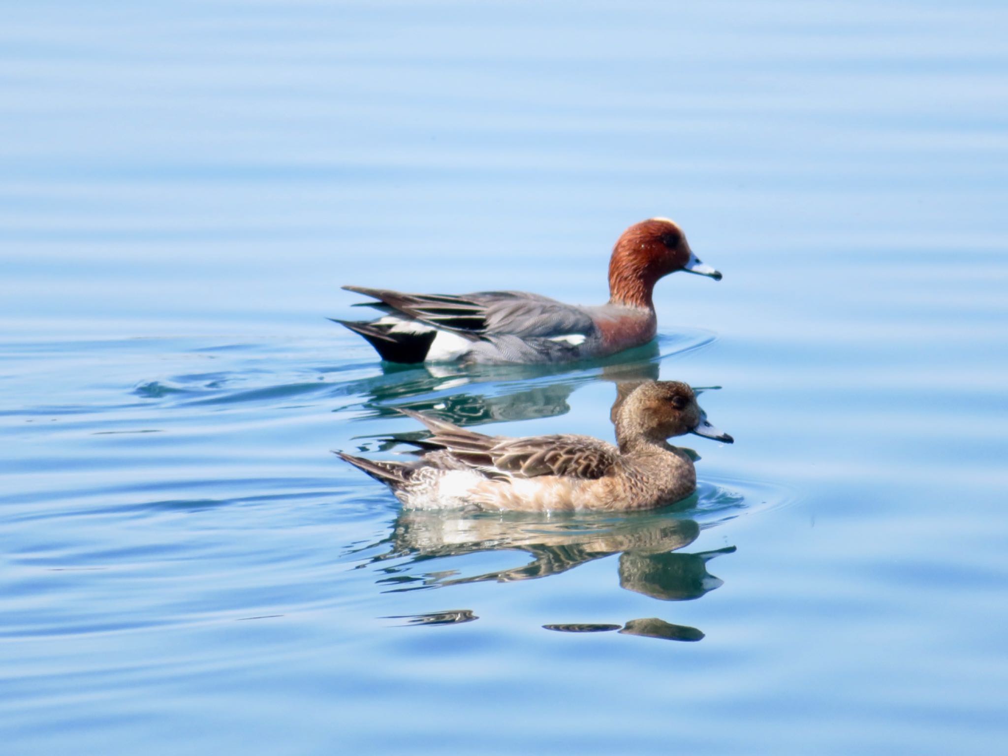 Photo of Eurasian Wigeon at 伊達・洞爺湖町 by ユウ@道民