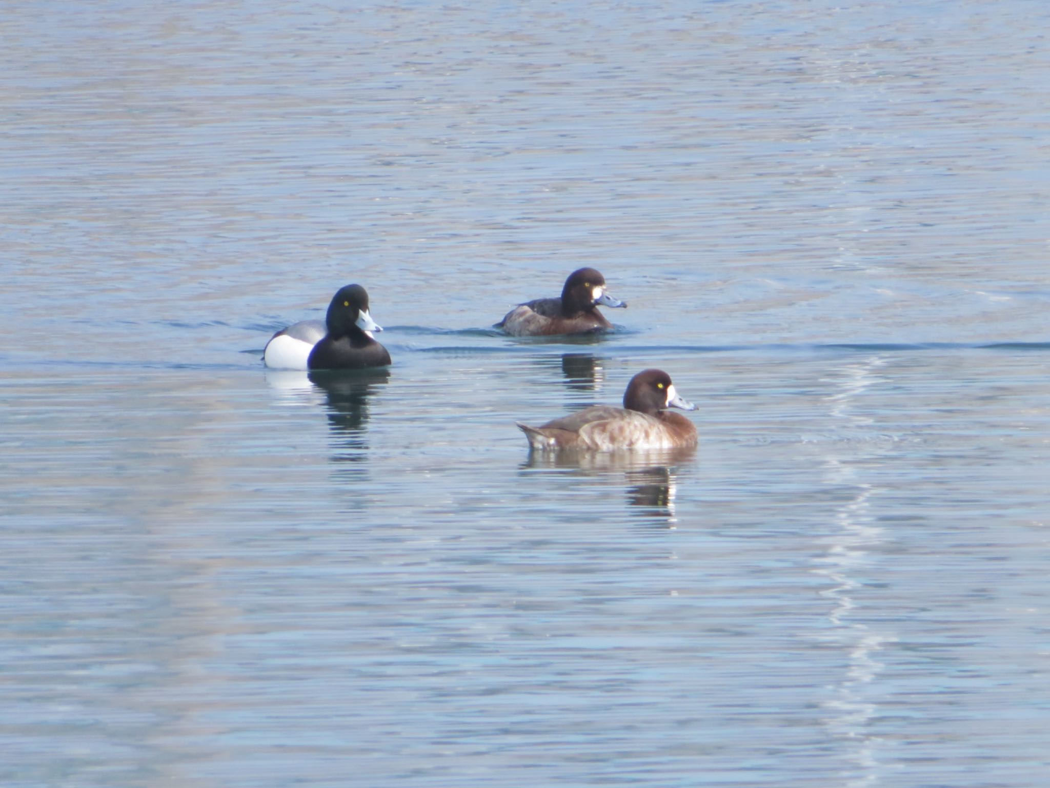 Photo of Greater Scaup at 伊達・洞爺湖町 by ユウ@道民