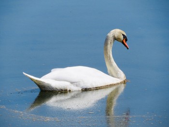 Mute Swan 伊達・洞爺湖町 Sun, 4/14/2024