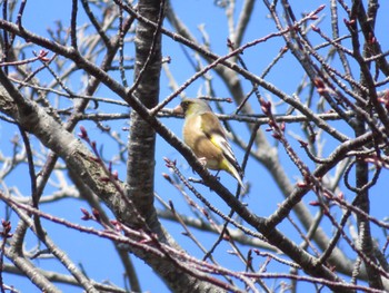 Grey-capped Greenfinch 伊達・洞爺湖町 Sun, 4/14/2024