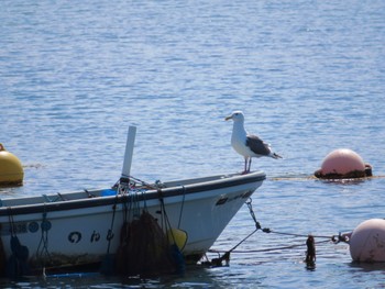 オオセグロカモメ 伊達・洞爺湖町 2024年4月14日(日)