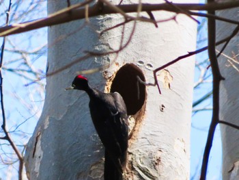 Black Woodpecker 伊達・洞爺湖町 Sun, 4/14/2024