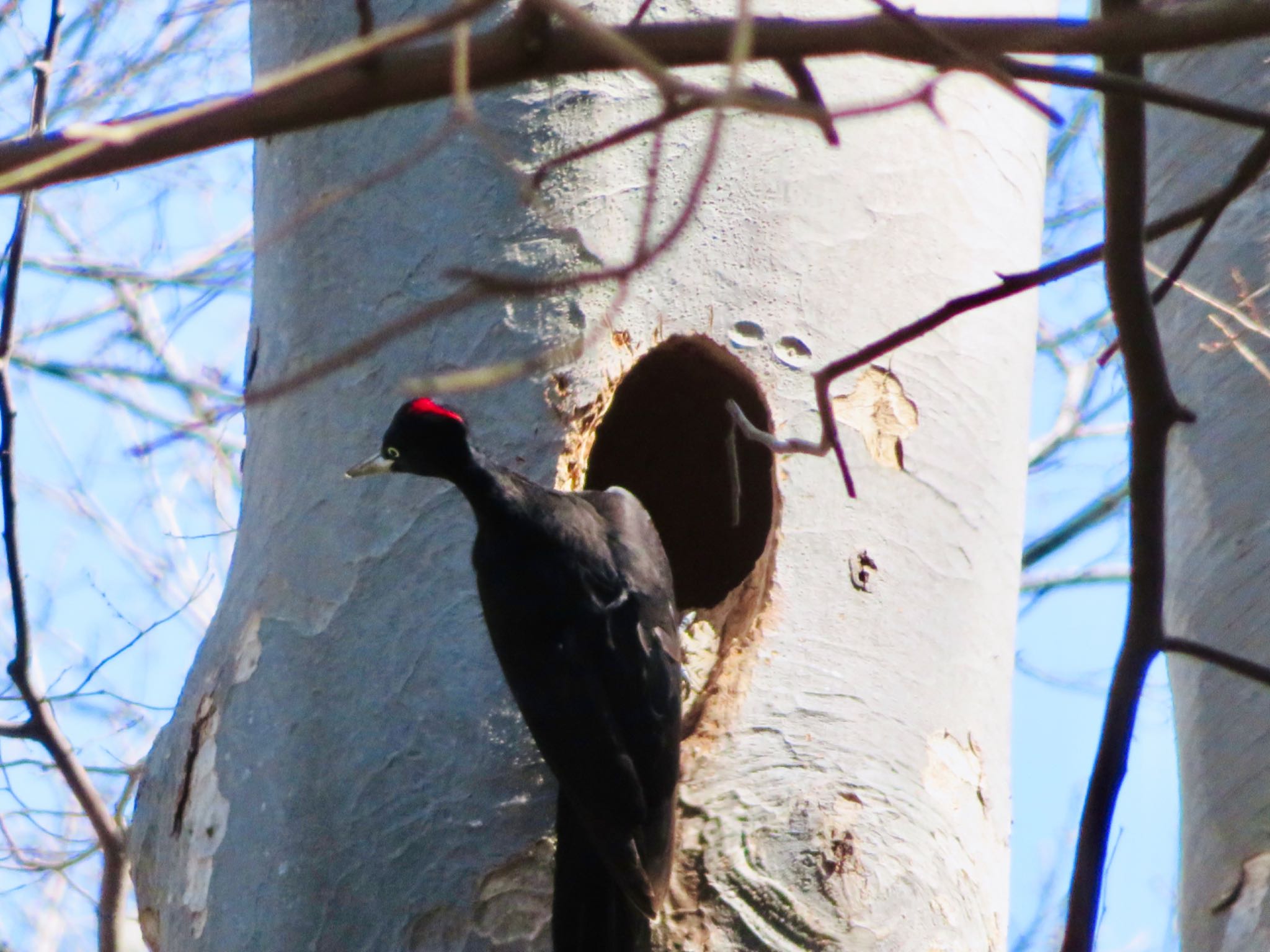 Photo of Black Woodpecker at 伊達・洞爺湖町 by ユウ@道民