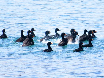 Black Scoter 伊達・洞爺湖町 Sun, 4/14/2024