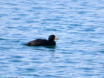 クロガモ 伊達・洞爺湖町 2024年4月14日(日)