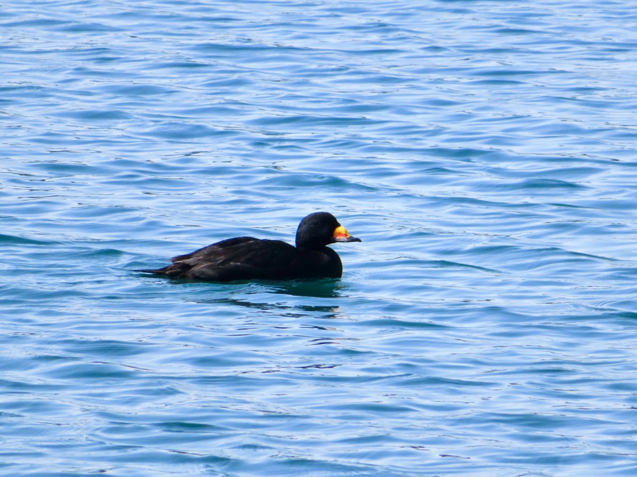 Photo of Black Scoter at 伊達・洞爺湖町 by ユウ@道民