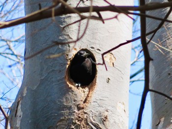 Black Woodpecker 伊達・洞爺湖町 Sun, 4/14/2024