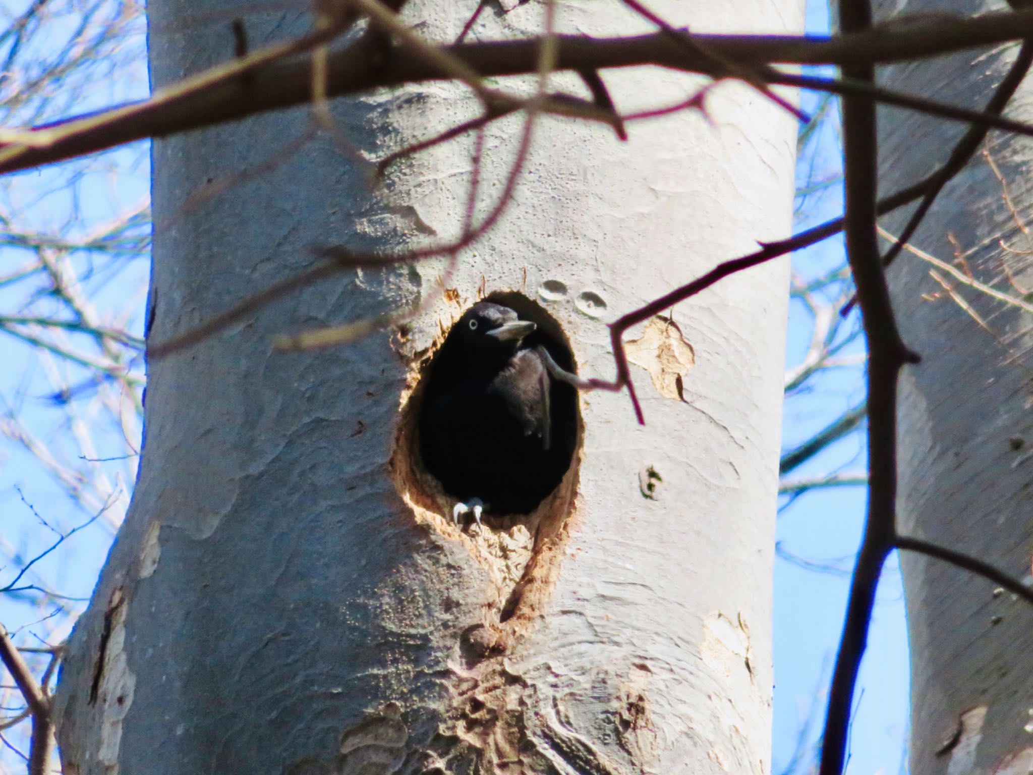 Photo of Black Woodpecker at 伊達・洞爺湖町 by ユウ@道民