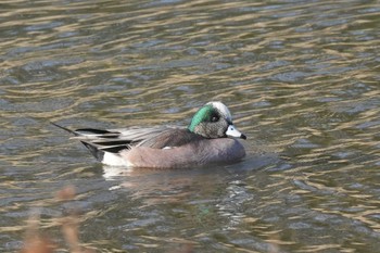 American Wigeon 埼玉県 Sat, 3/16/2024