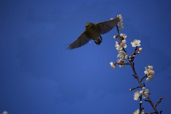 Warbling White-eye 北九州市立総合農事センター Sun, 3/4/2018