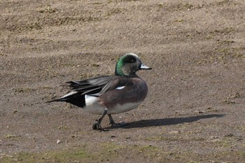 American Wigeon 埼玉県 Sat, 3/16/2024