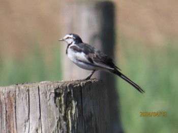 Wagtail Kasai Rinkai Park Sat, 4/13/2024