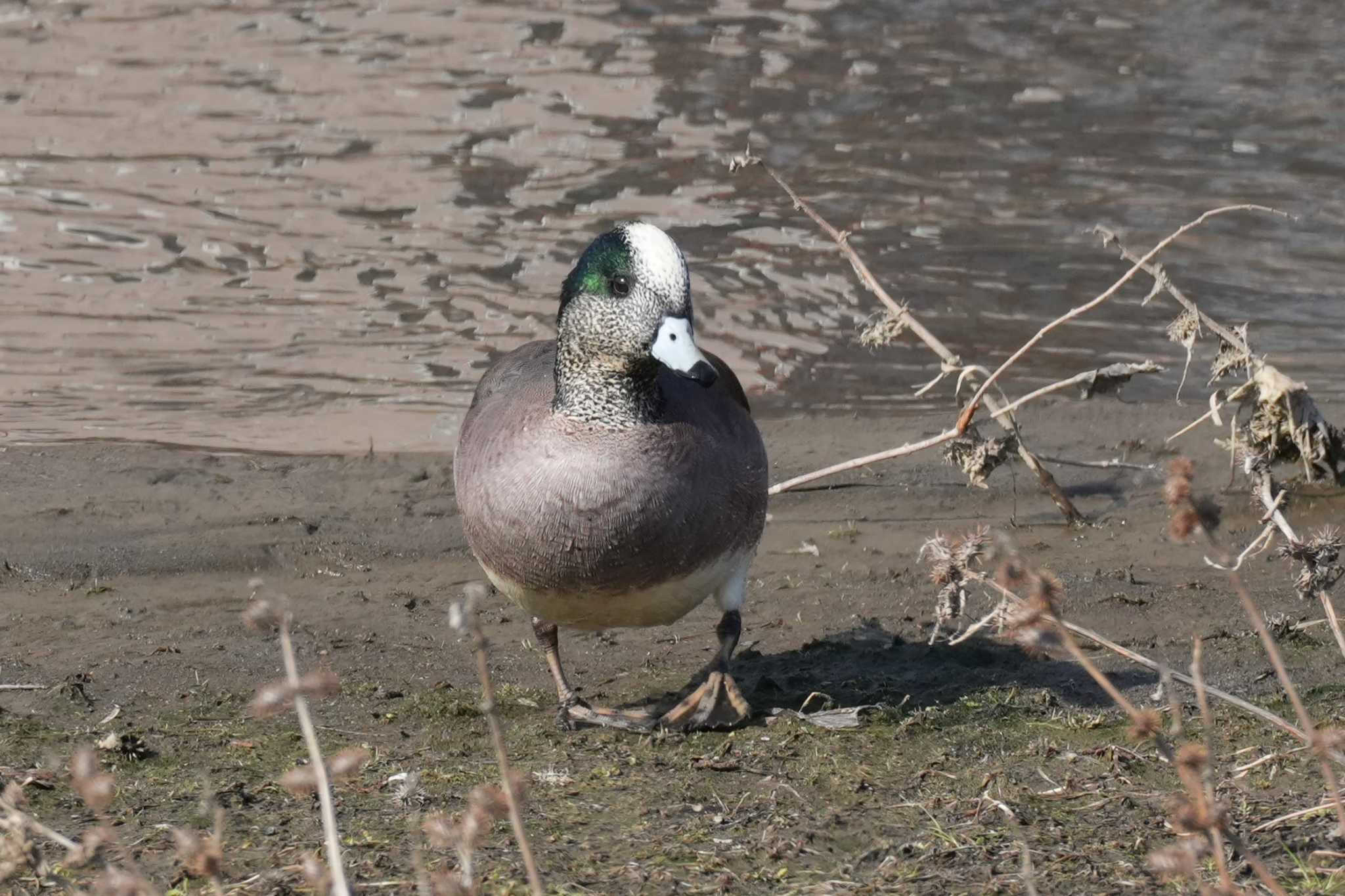 Photo of American Wigeon at 埼玉県 by どばと