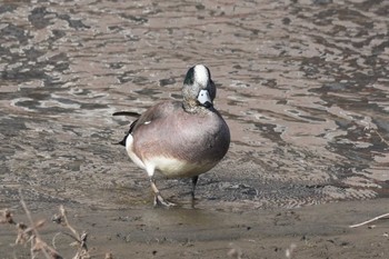 American Wigeon 埼玉県 Sat, 3/16/2024