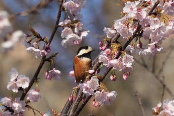 ヤマガラ 埼玉県 2024年3月16日(土)