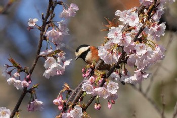 ヤマガラ 埼玉県 2024年3月16日(土)