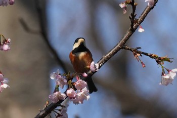 ヤマガラ 埼玉県 2024年3月16日(土)