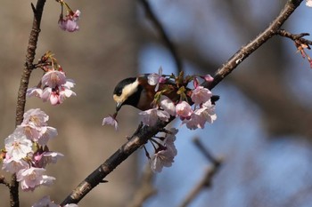 ヤマガラ 埼玉県 2024年3月16日(土)