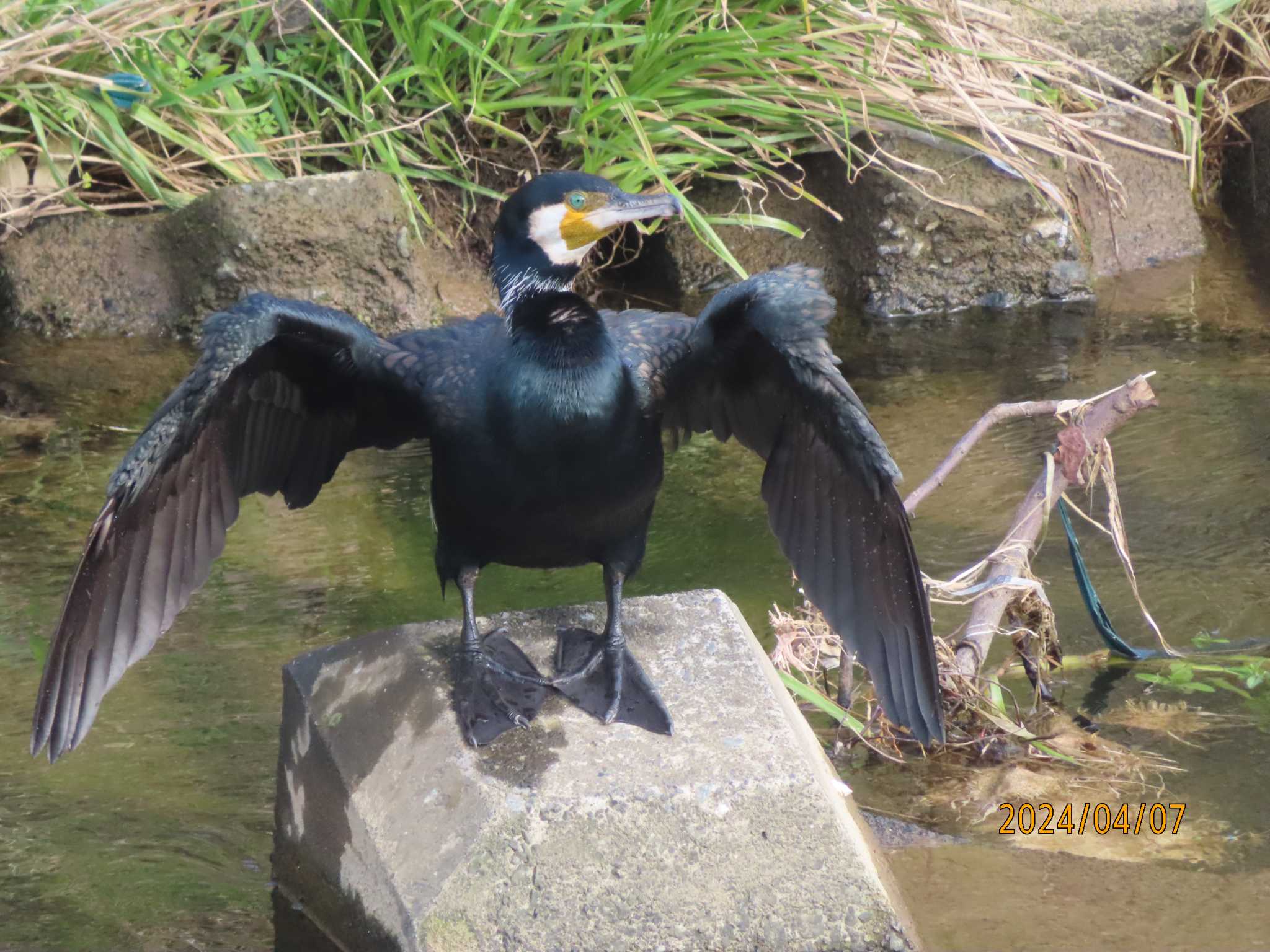 境川（神奈川県） カワウの写真 by jin