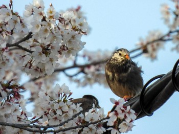 White-cheeked Starling Unknown Spots Sat, 4/13/2024