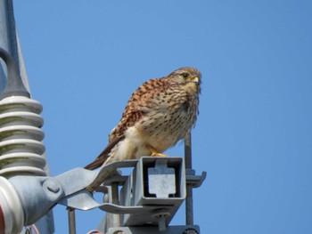 Common Kestrel Unknown Spots Sun, 4/14/2024