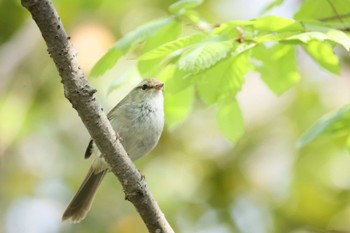 Japanese Bush Warbler 横浜市公園 Sun, 4/14/2024