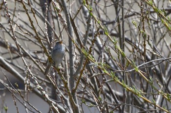 未同定 札幌モエレ沼公園 2024年4月14日(日)