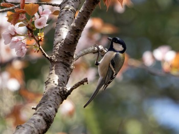 Japanese Tit 高崎自然の森 Sun, 4/14/2024