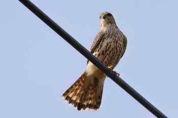 Common Kestrel 浮島ヶ原自然公園 Fri, 4/12/2024