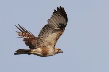 Eastern Buzzard 浮島ヶ原自然公園 Fri, 4/12/2024