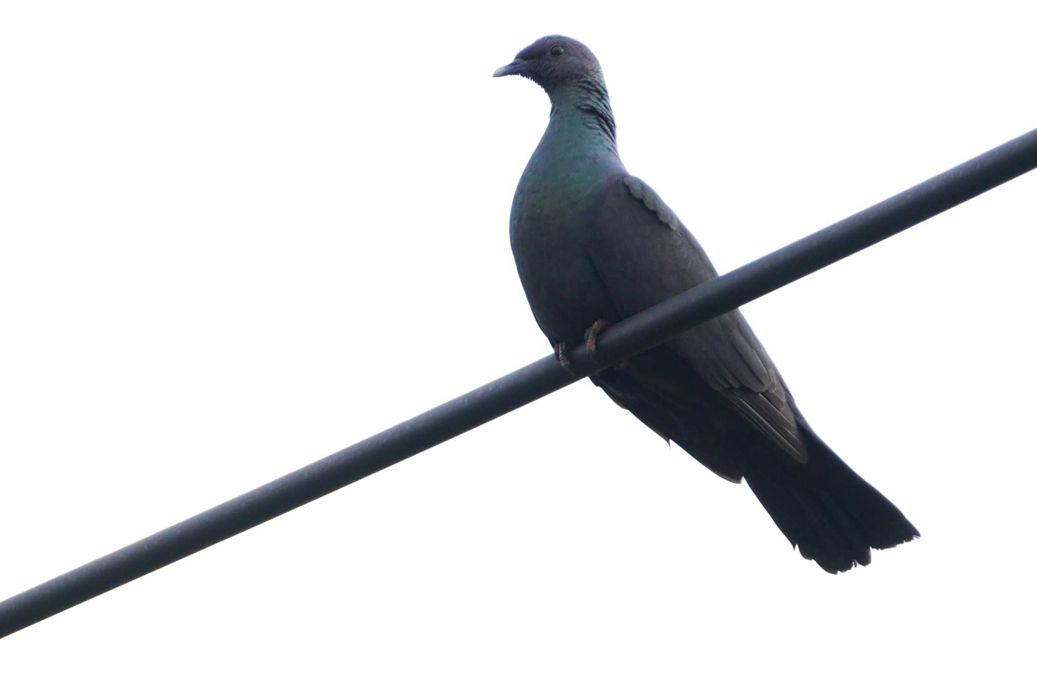 Black Wood Pigeon