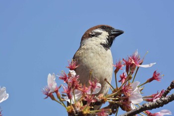 Eurasian Tree Sparrow 五十鈴川 Sun, 4/14/2024