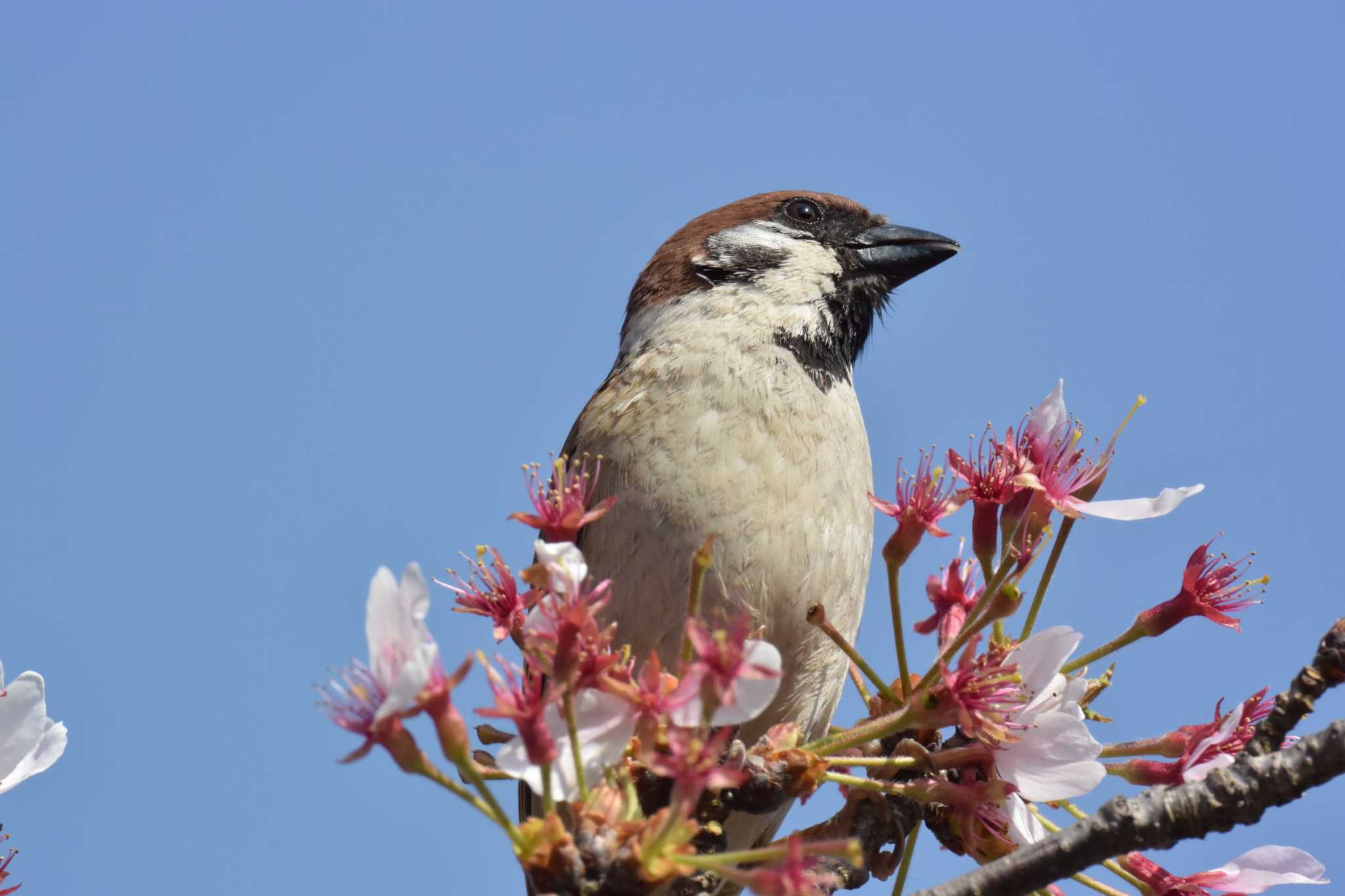 桜、もう無いスズメ by sword-fish8240