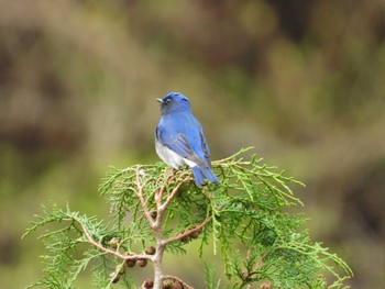 2024年4月13日(土) 早戸川林道の野鳥観察記録