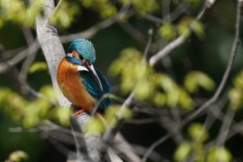 Common Kingfisher 泉の森公園 Sun, 4/14/2024