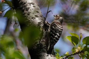 Japanese Pygmy Woodpecker 泉の森公園 Sun, 4/14/2024