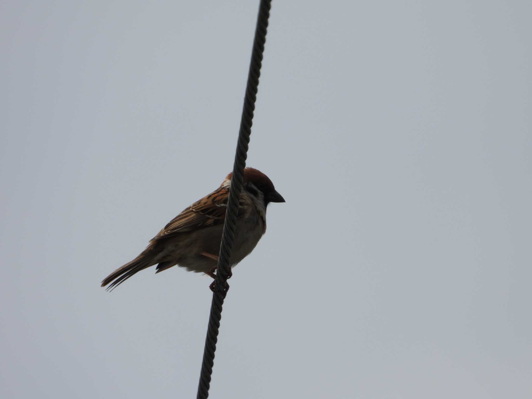 Eurasian Tree Sparrow