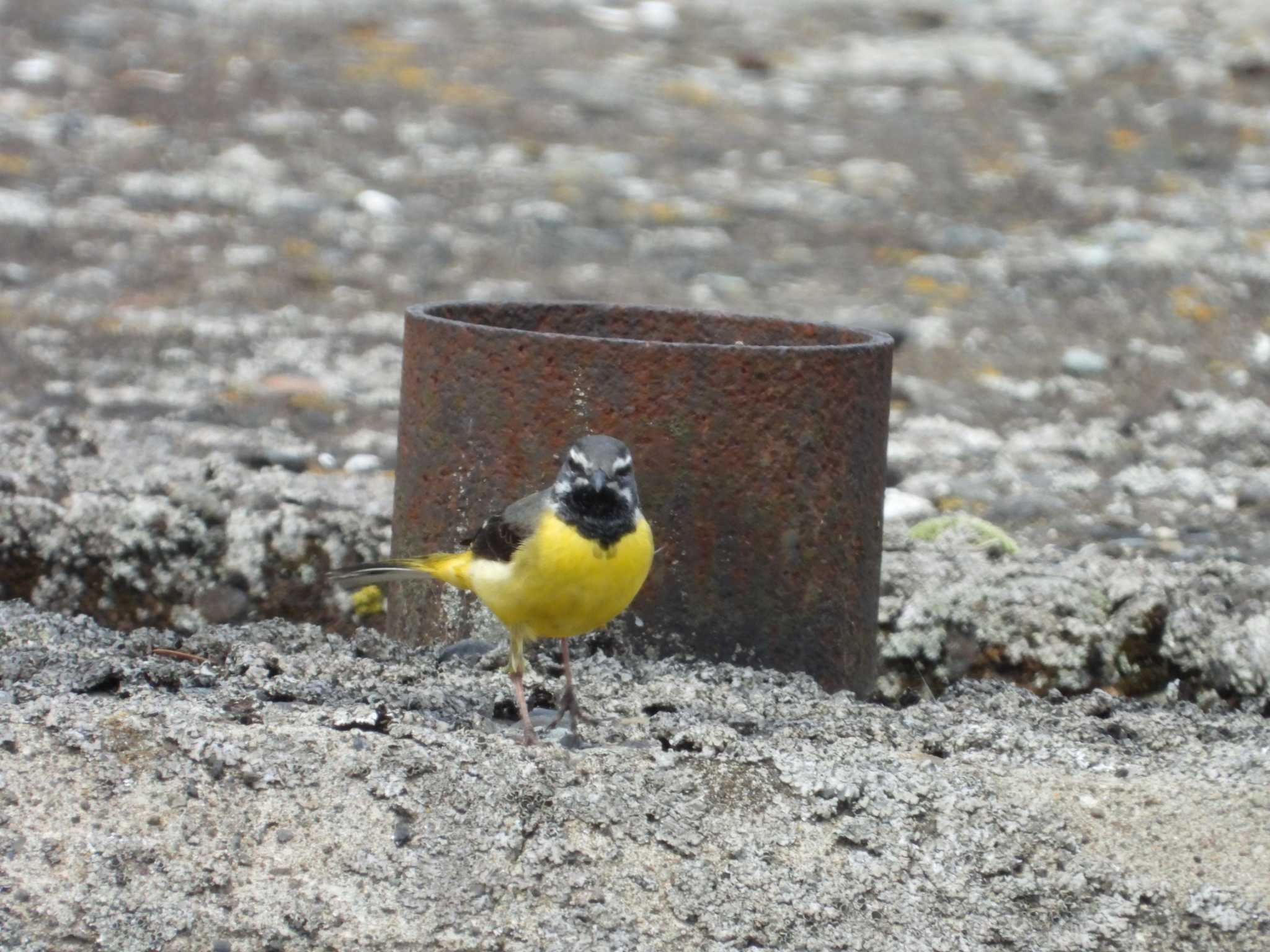 Grey Wagtail