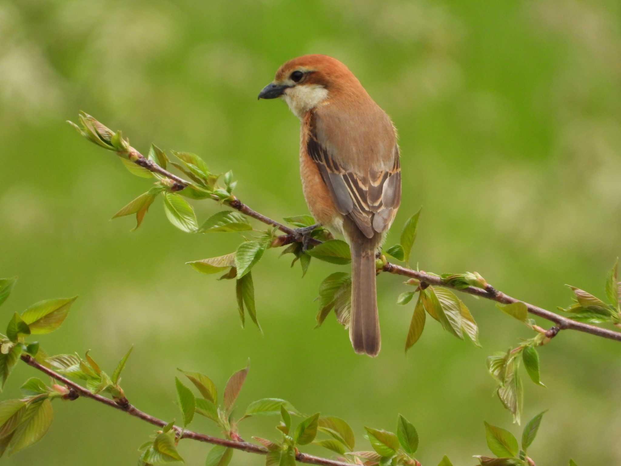 Photo of Bull-headed Shrike at 相模原沈殿池 by ヨシテル