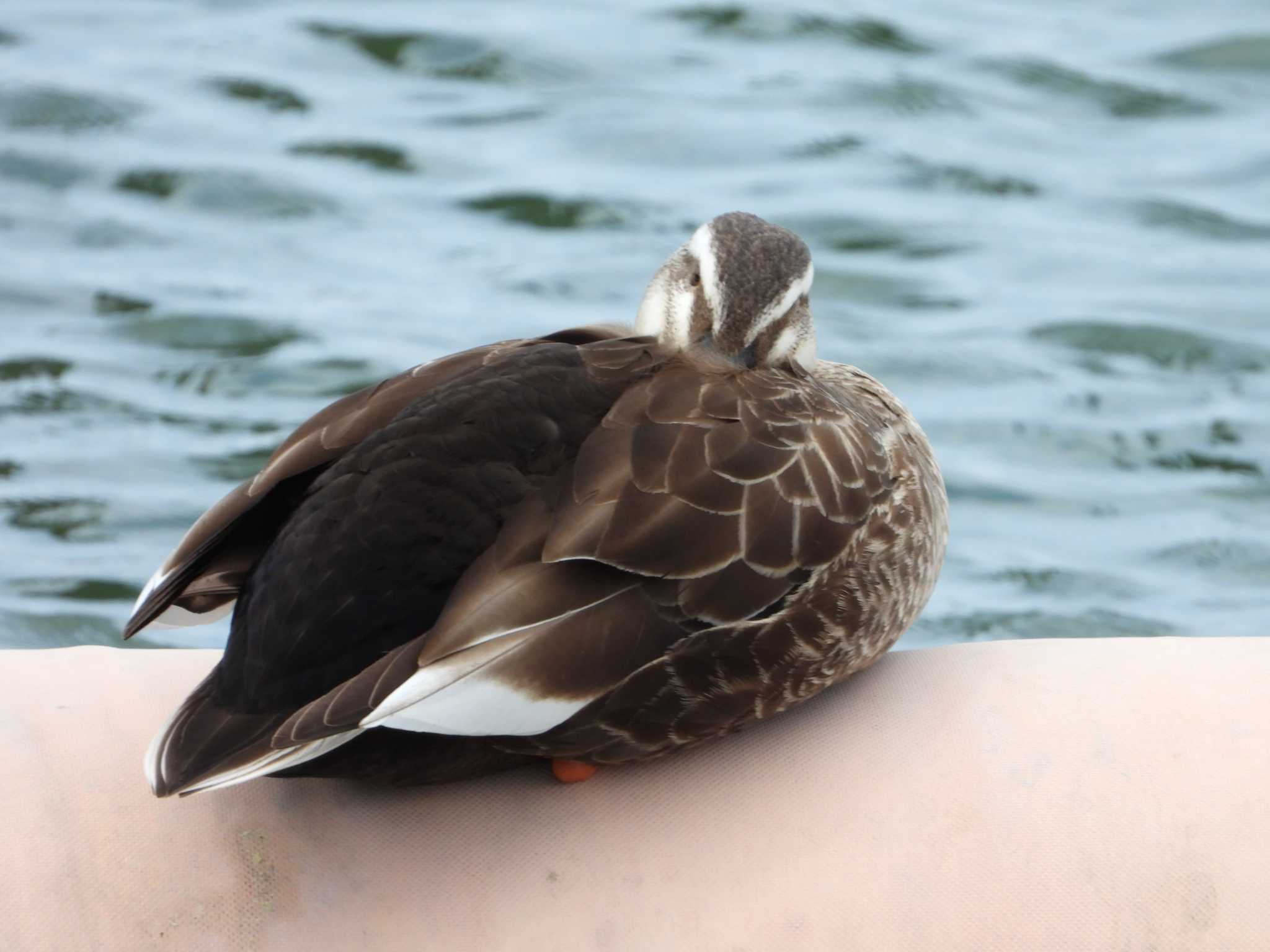 Eastern Spot-billed Duck