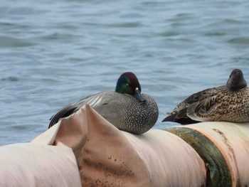 Falcated Duck 相模原沈殿池 Sat, 4/13/2024