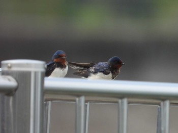 2024年4月13日(土) 相模原沈殿池の野鳥観察記録