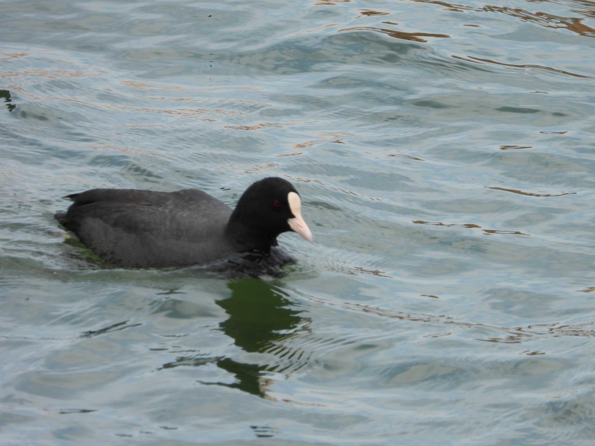 Photo of Eurasian Coot at 相模原沈殿池 by ヨシテル