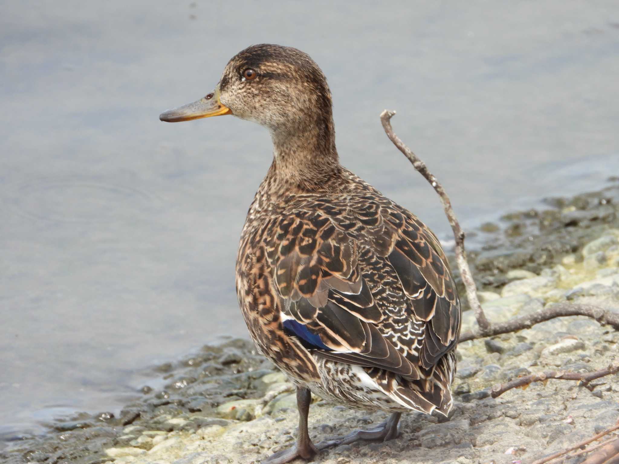 Eurasian Teal