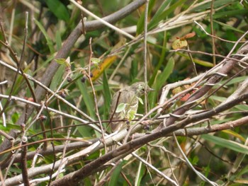 Olive-backed Pipit 相模原沈殿池 Sat, 4/13/2024