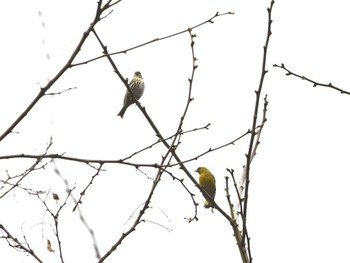 Eurasian Siskin Hayatogawa Forest Road Fri, 4/12/2024