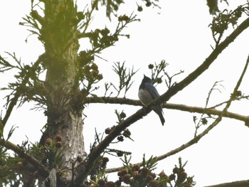 Blue-and-white Flycatcher Hayatogawa Forest Road Fri, 4/12/2024